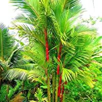 Plentree 10 Semillas de Las PC del Lã¡Piz Labial de la Palmera de Semillas Cyrtostachys Renda Ãrbol de lacre roja…